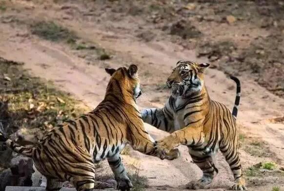 �ϻ�����